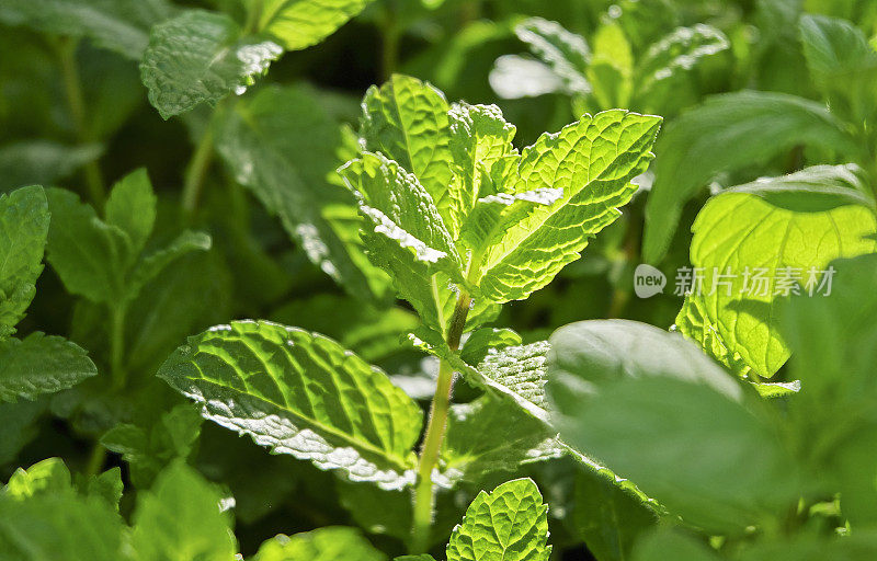 香膏的特写，玛丽莎Officinalis -香草花园